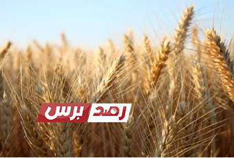 فوائد الشعير الرهيبة التي لم تسمع بها من قبل