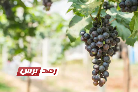 فوائد العنب زراعة كيفية التخلص من البذور المستوردة و تحسين الإنتاج الزراعي فوائد العنب زراعة كيفية التخلص من البذور المستوردة و تحسين الإنتاج الزراعي