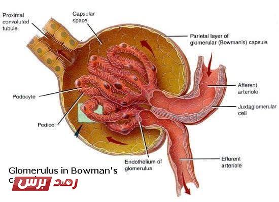 محفظة بومان Bowman's Capsule ودورها الأساسي في تصفية الدم
